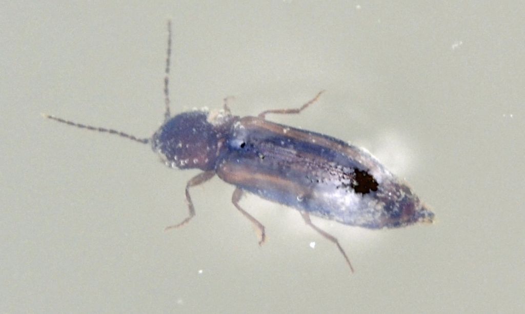 Elateridae: cfr. Dalopius marginatus